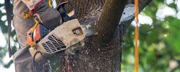 Best Root Management and Removal  in Twain Harte, CA