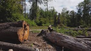 Best Tree Risk Assessment  in Twain Harte, CA