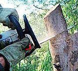 Best Commercial Tree Services  in Twain Harte, CA
