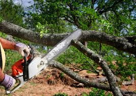 Best Tree Health Inspection  in Twain Harte, CA
