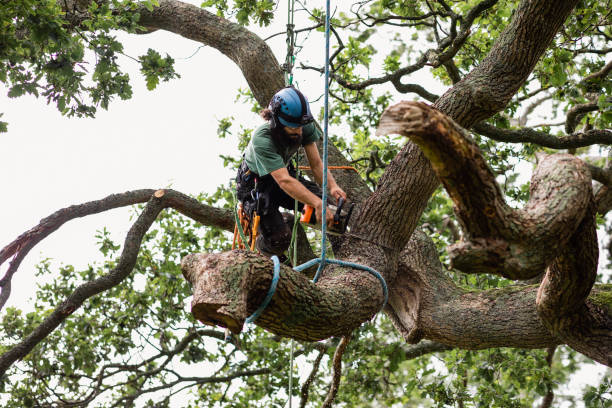 Best Fruit Tree Pruning  in Twain Harte, CA