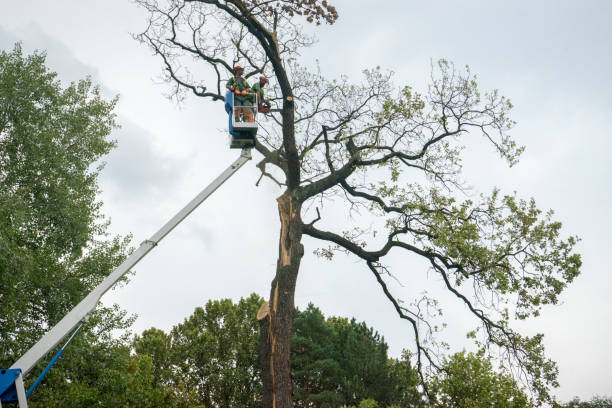 Best Hazardous Tree Removal  in Twain Harte, CA