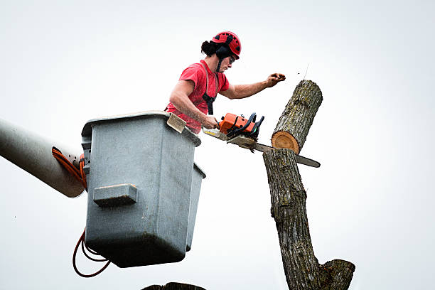 Best Tree Preservation Services  in Twain Harte, CA