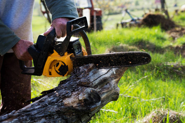 Best Emergency Tree Removal  in Twain Harte, CA