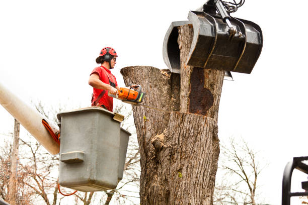Best Tree Cabling and Bracing  in Twain Harte, CA