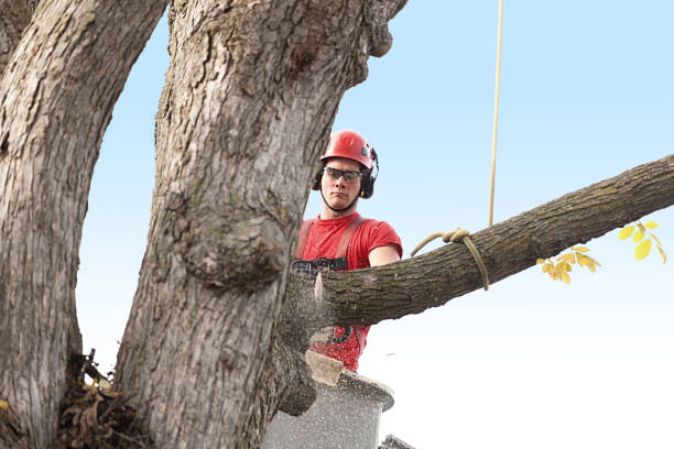 How Our Tree Care Process Works  in  Twain Harte, CA